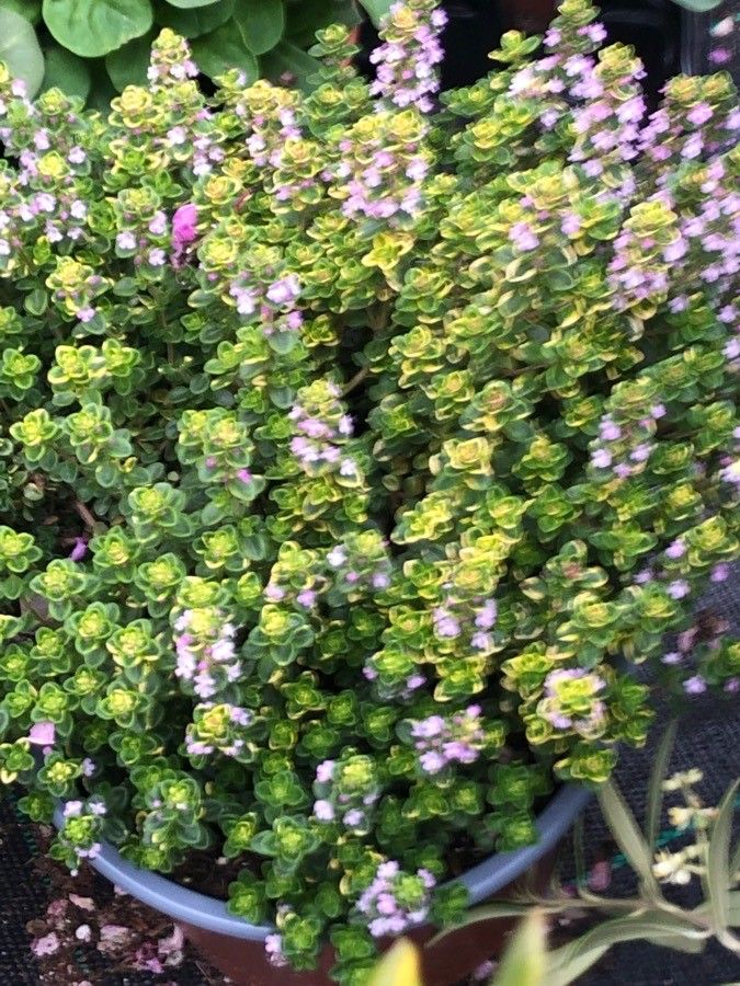 Thymus camphoratus — search result for 'Thymus'