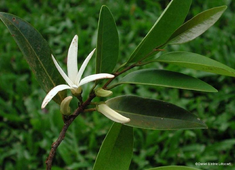 Xylopia pancheri flower