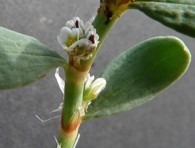 Polygonum robertii flower