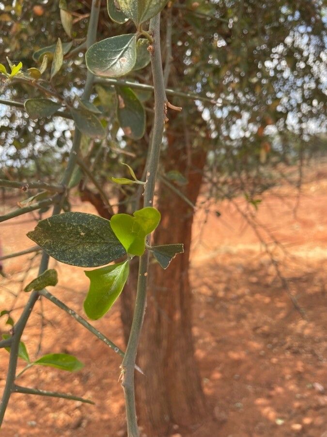 Balanites aegyptiaca — related species from the same genus