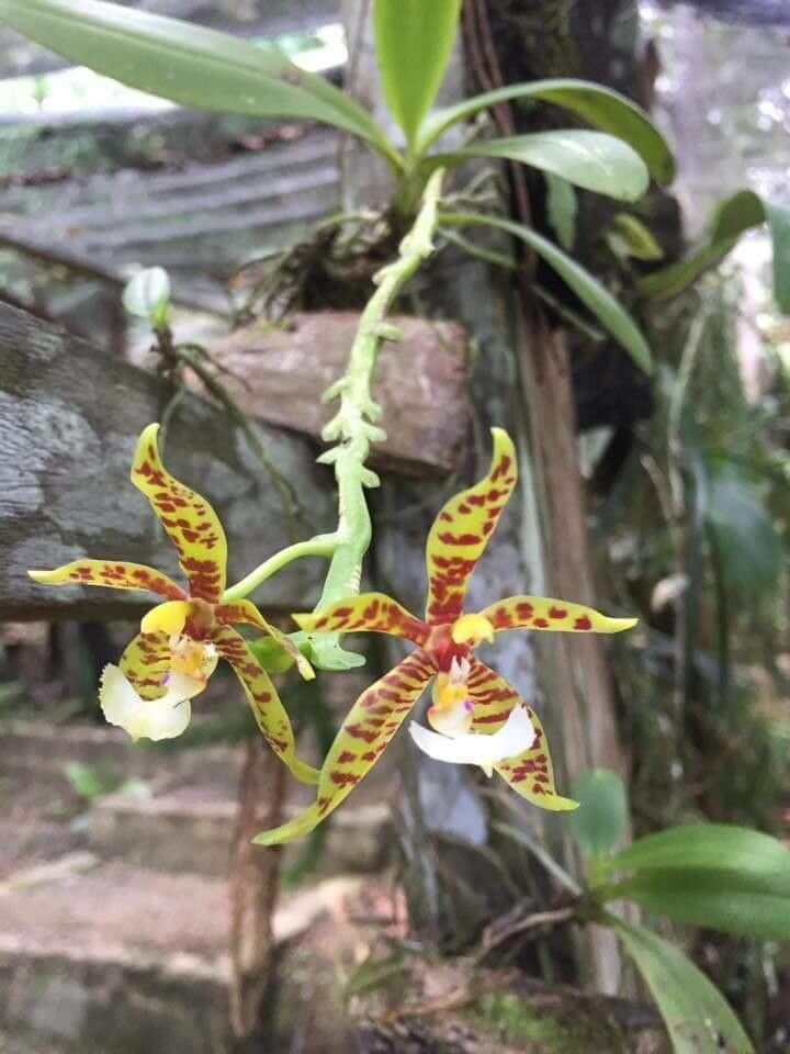 Ansellia africana flower
