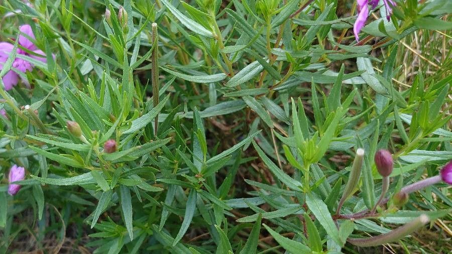 Epilobium dodonaei leaf