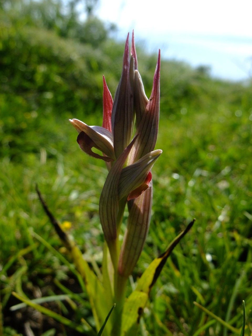 Serapias orientalis habit