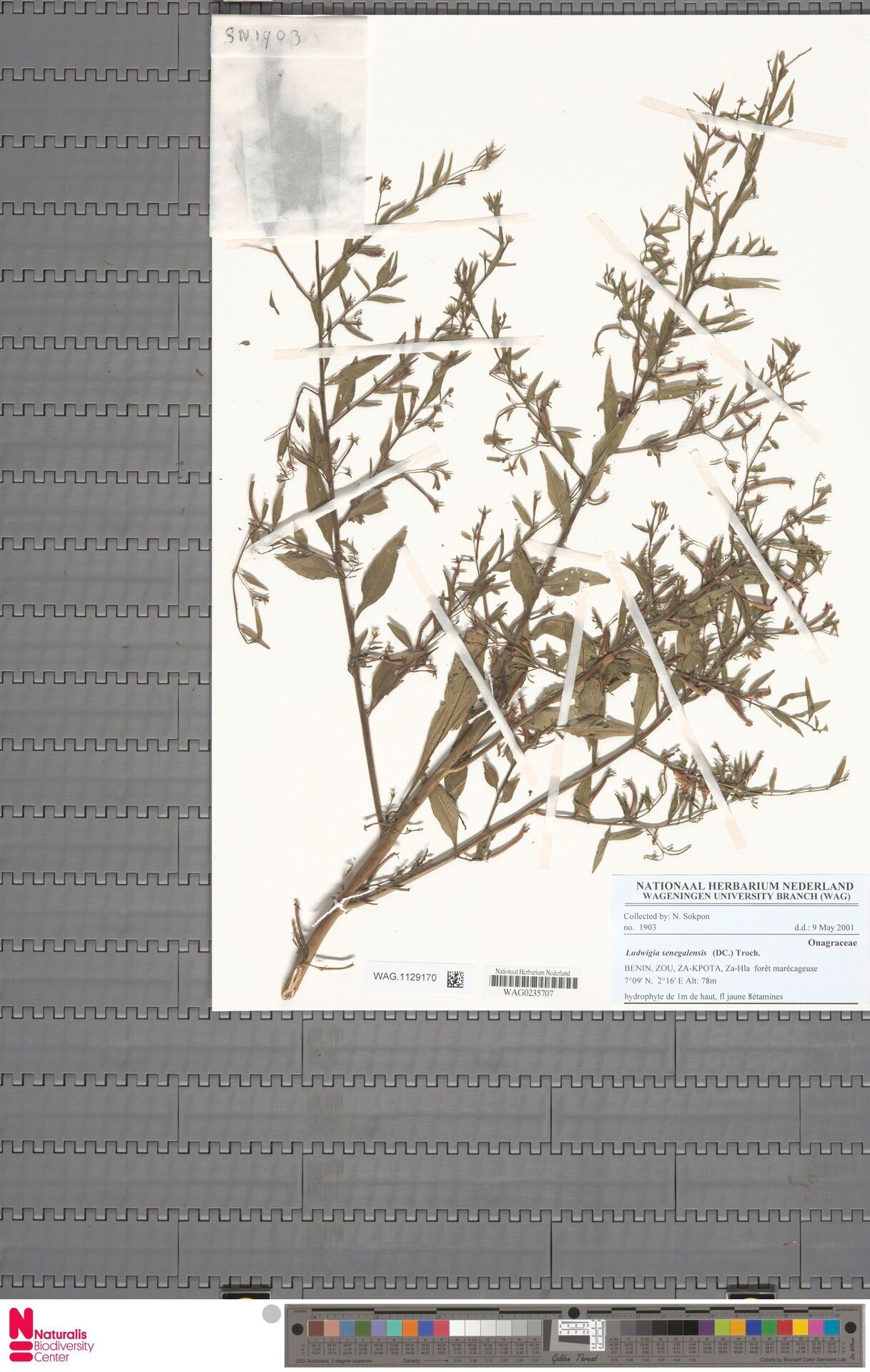 Ludwigia senegalensis — search result for 'Ludwigia'