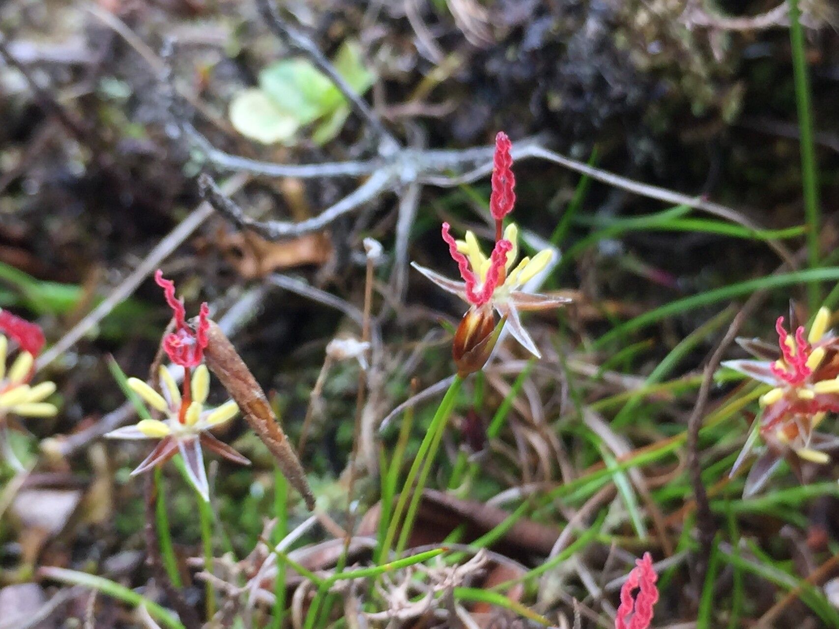 Juncus duthiei flower