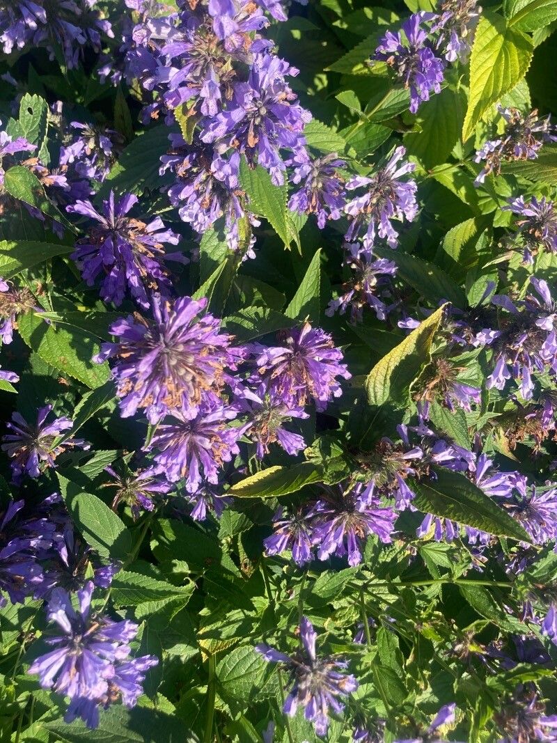 Nepeta subsessilis flower