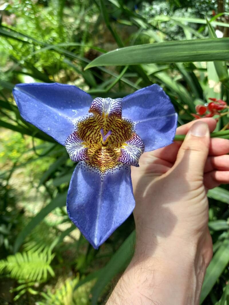 Trimezia coerulea flower