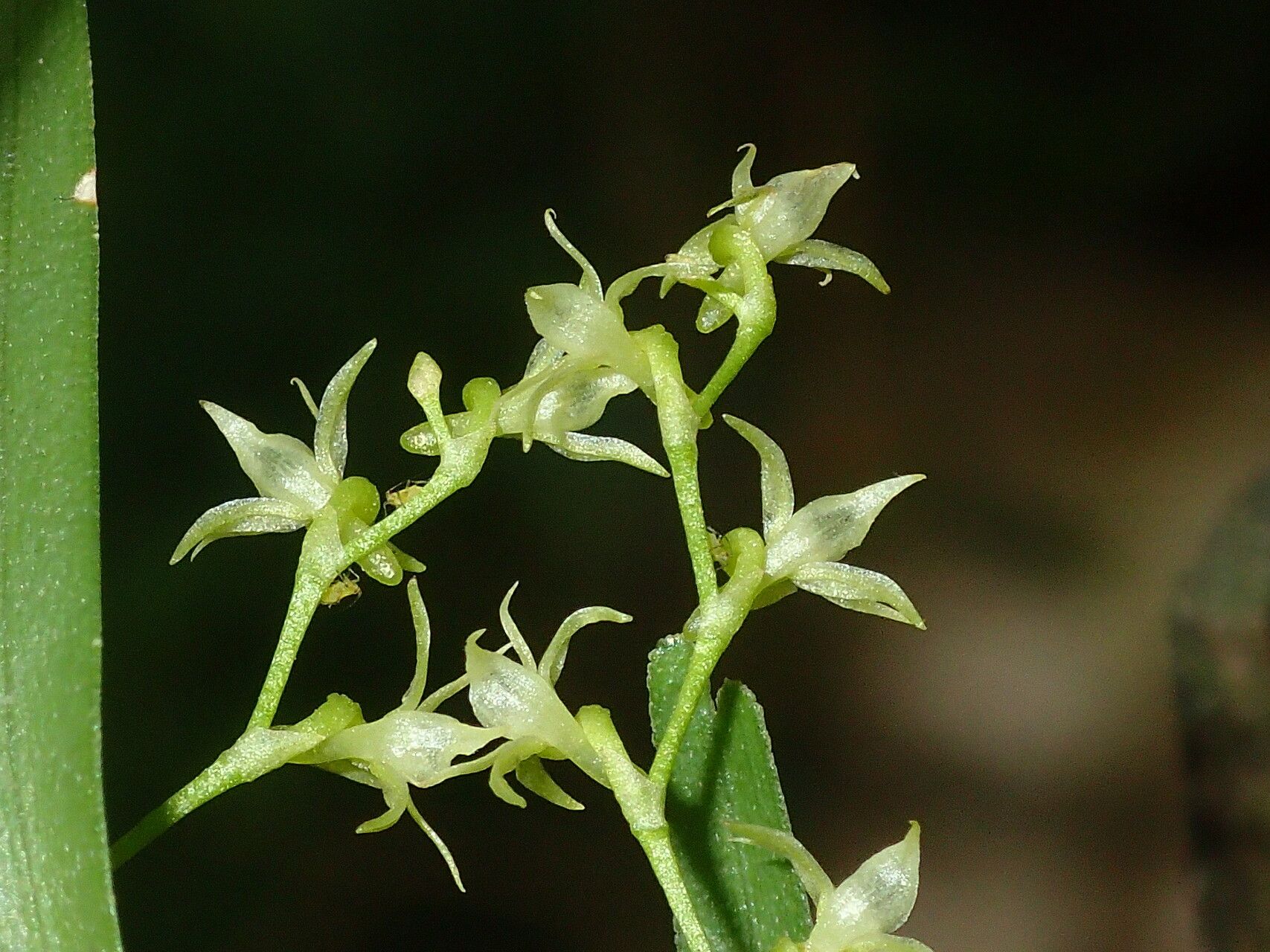 Angraecum musculiferum flower