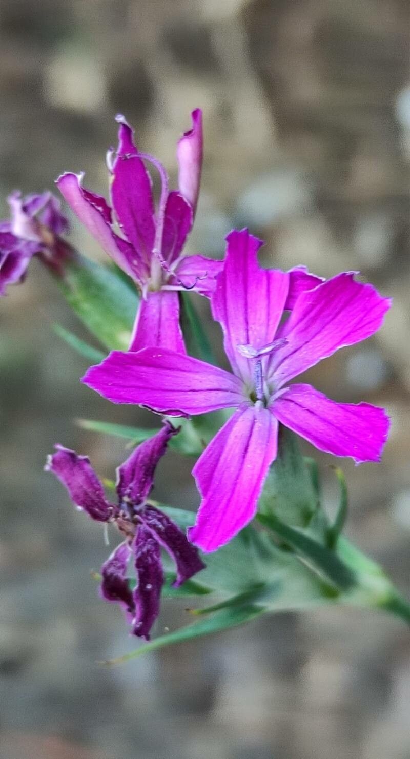 Dianthus anticarius flower