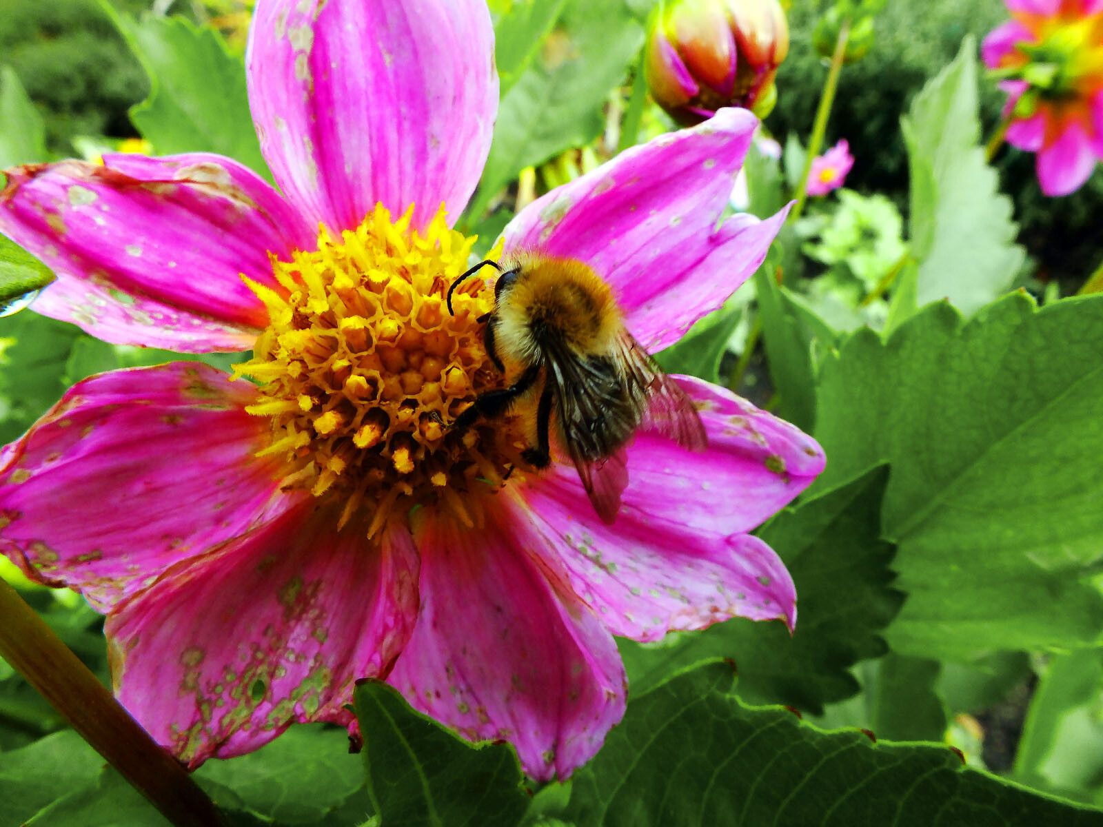 Dahlia tenuicaulis — houseplant care guide