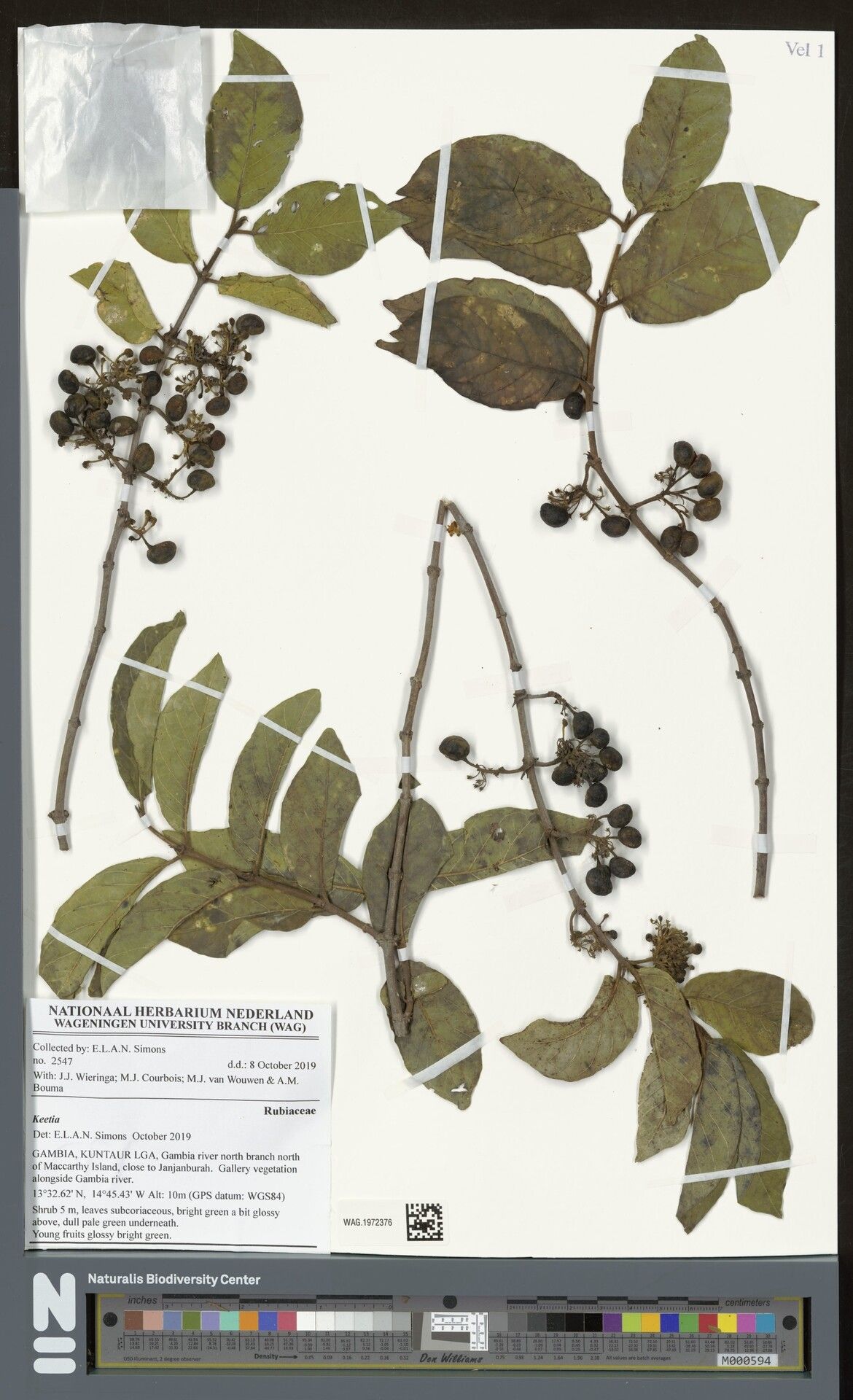 Keetia cornelia — related species from the same genus