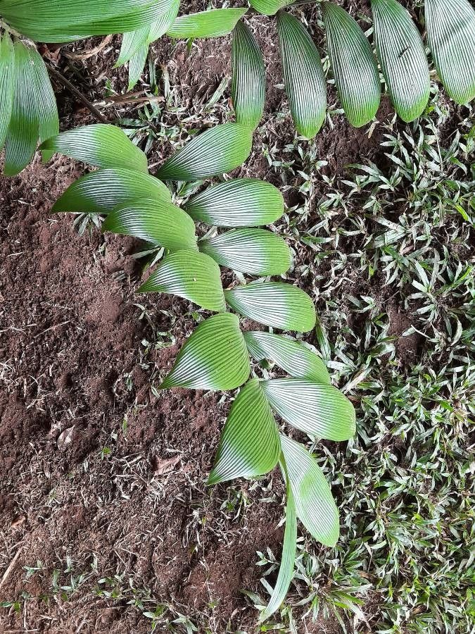 Zamia neurophyllidia — search result for 'Nicaragua'