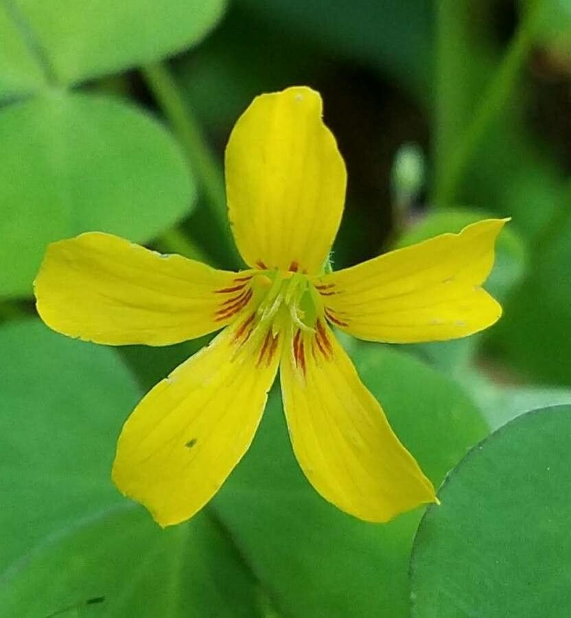 Oxalis grandis flower