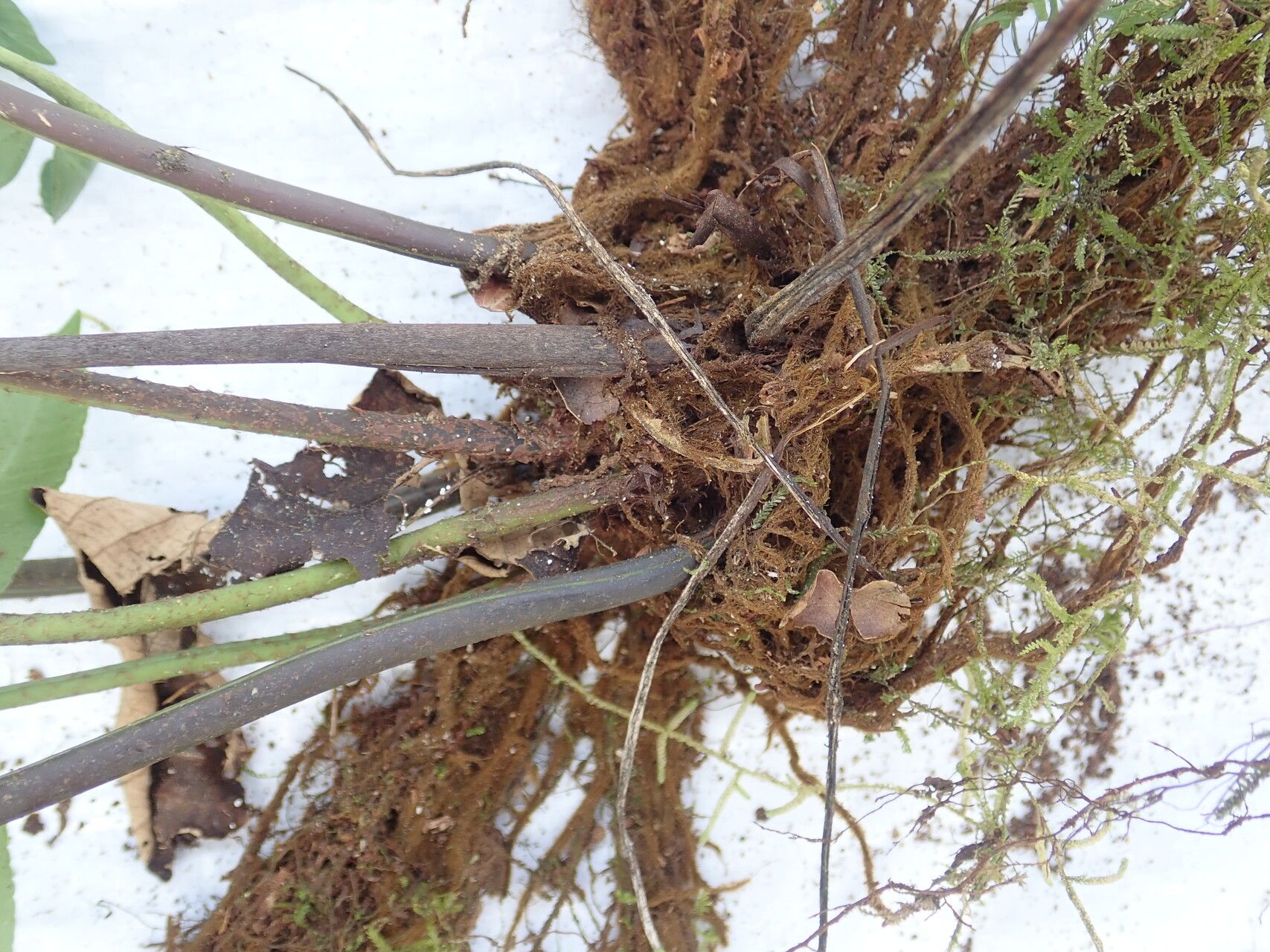 Asplenium gemmiferum other