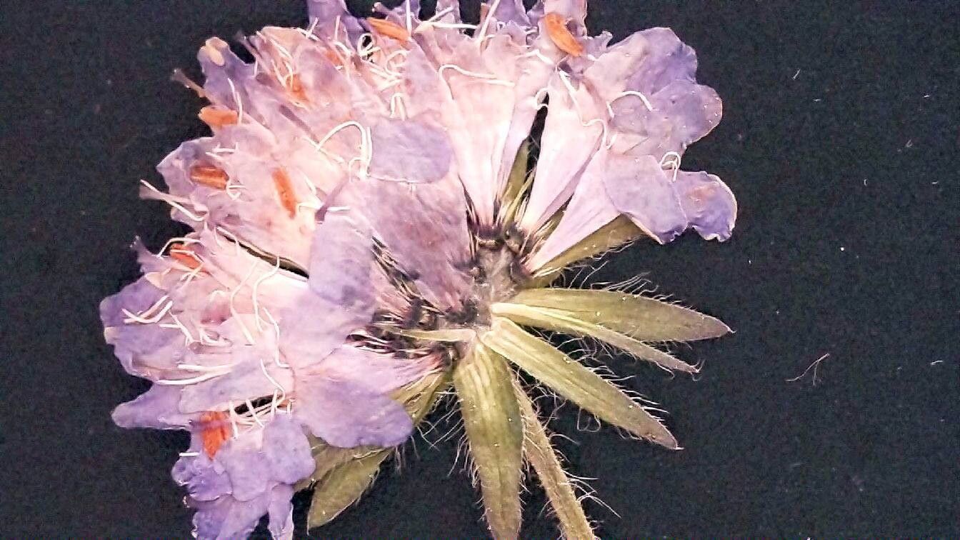 Knautia rupicola flower