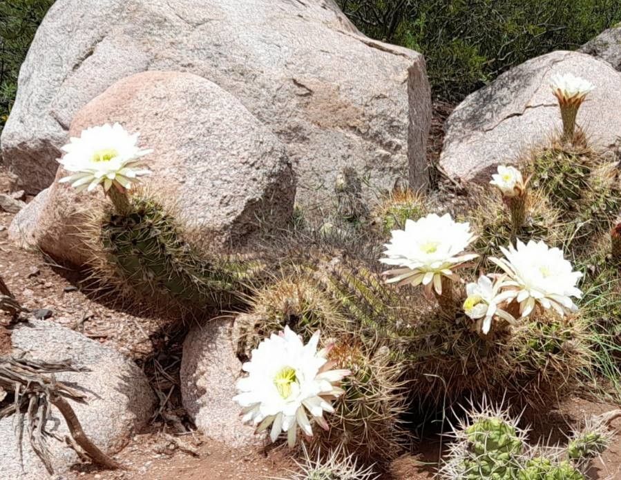 Echinopsis candicans flower