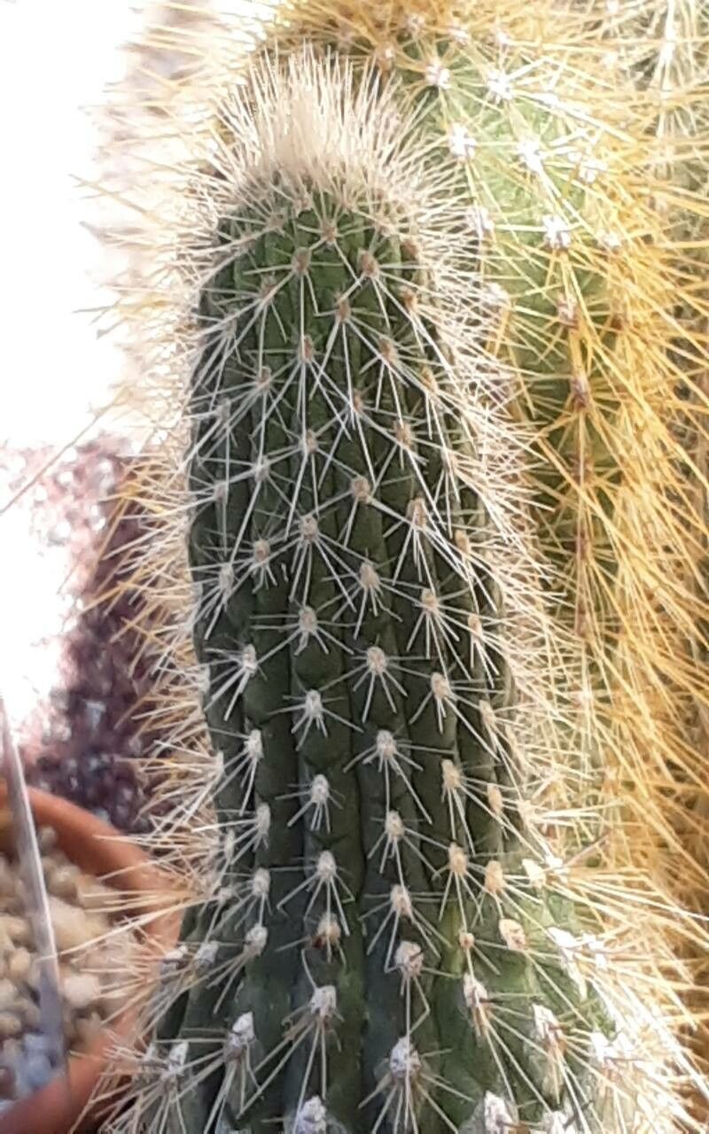 Weberbauerocereus albus — related species from the same genus