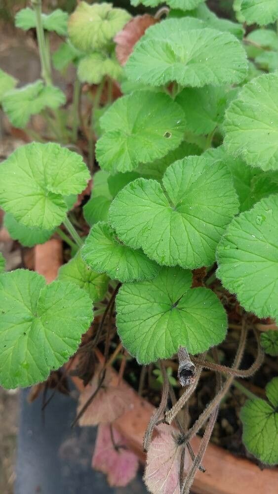 Pelargonium australe leaf