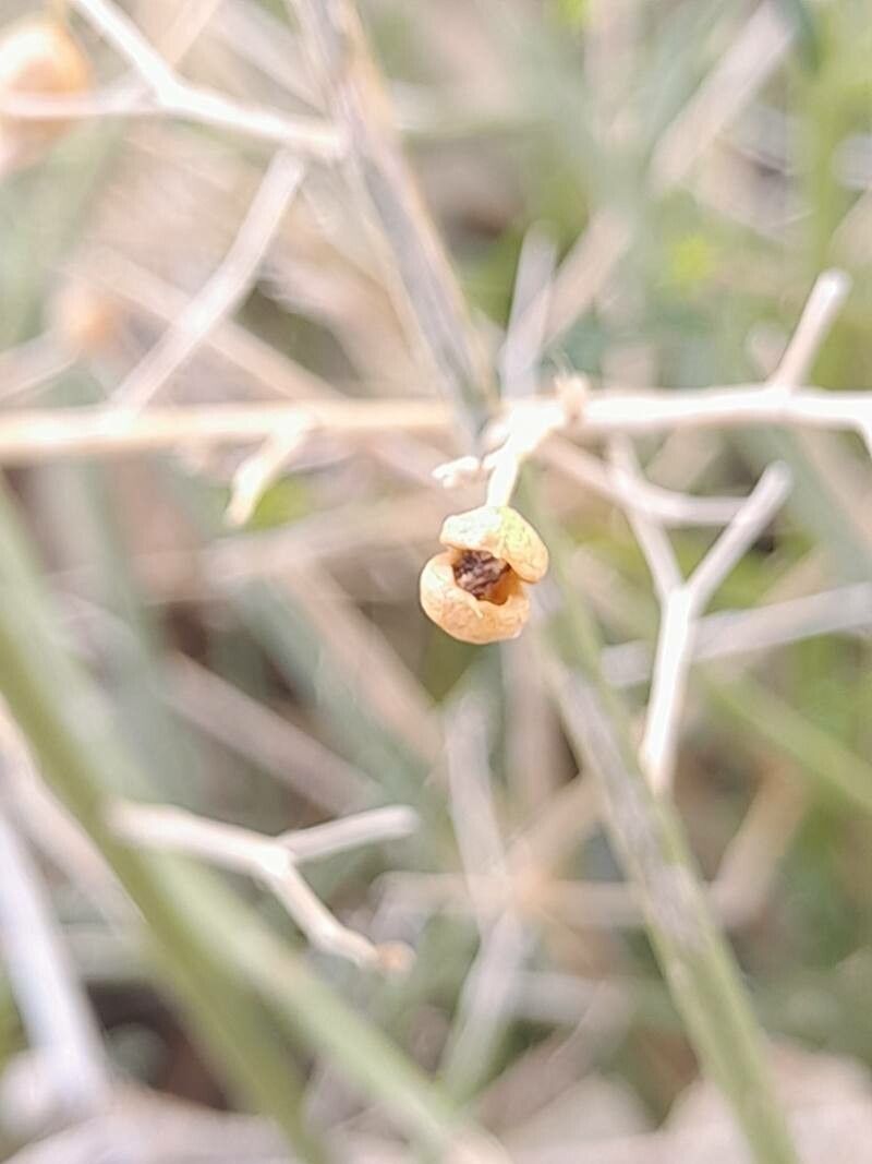 Scrophularia striata fruit