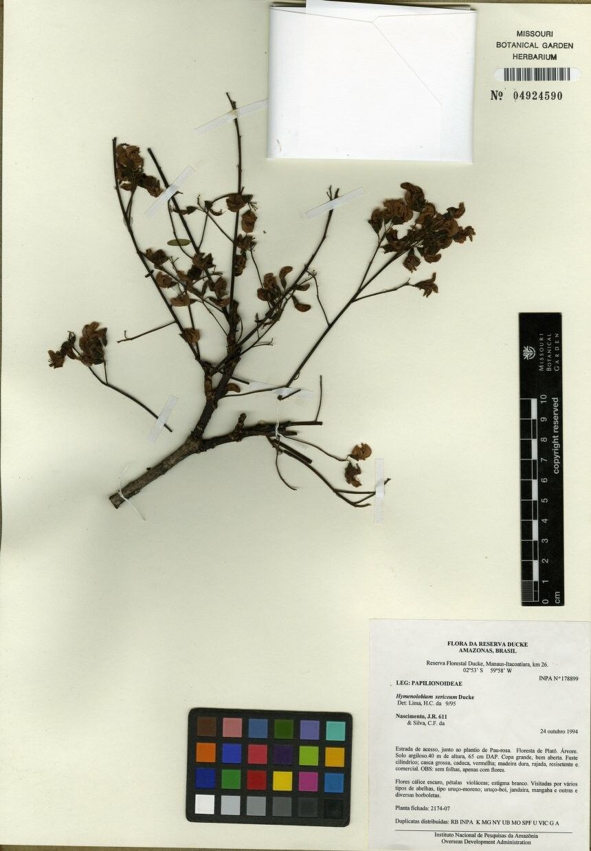 Hymenolobium sericeum other