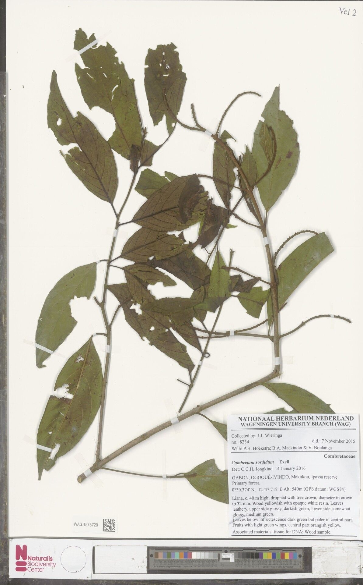 Combretum sordidum — houseplant care guide