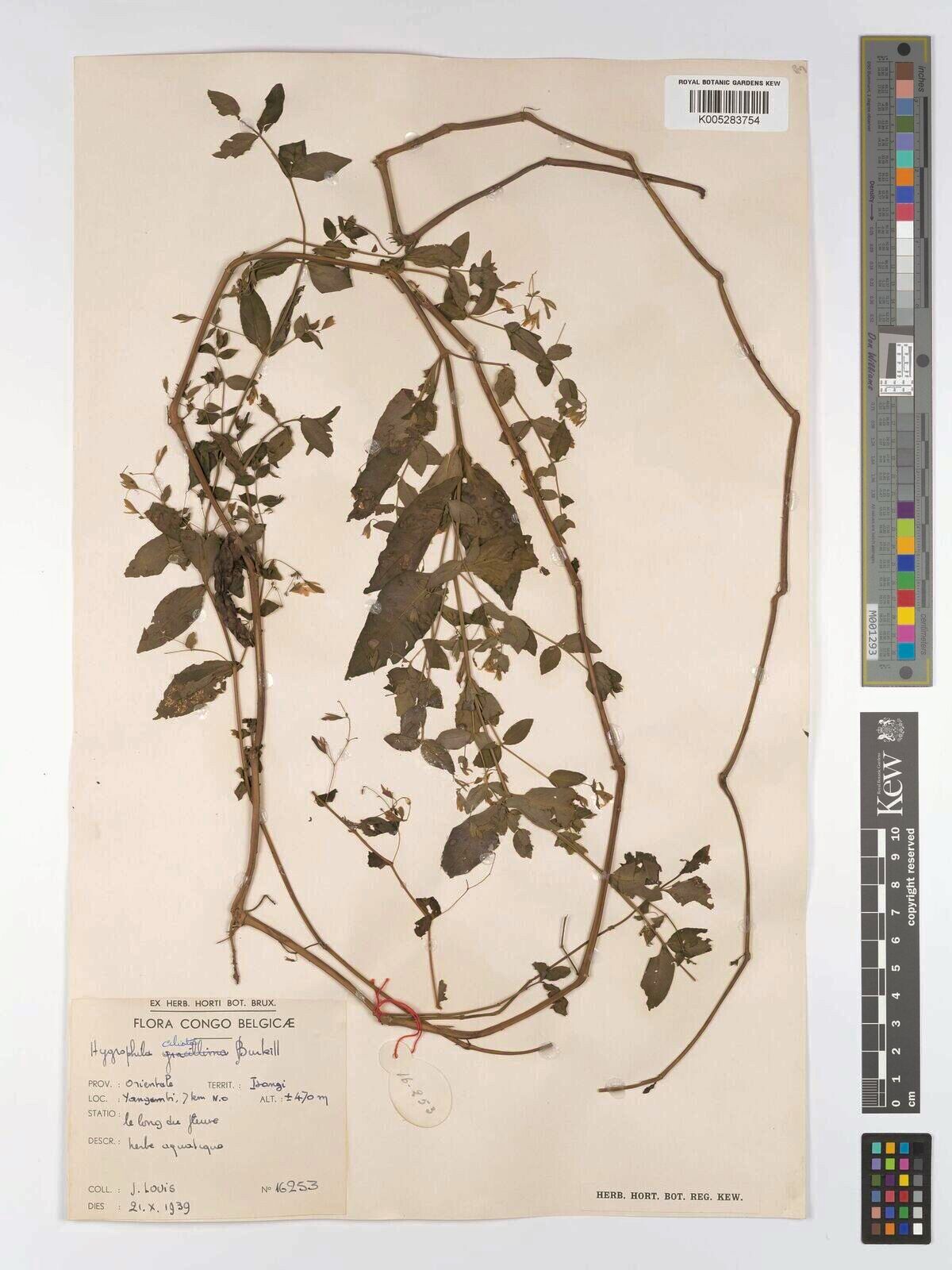 Hygrophila ciliata — search result for 'Hygrophila'