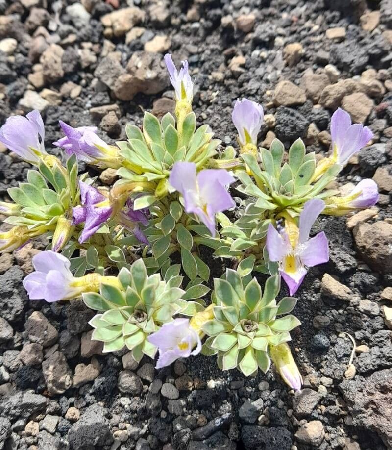 Viola cotyledon habit
