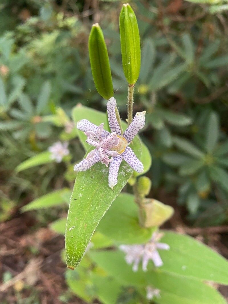 Tricyrtis maculata flower