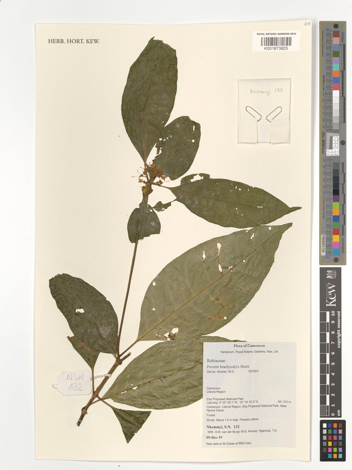 Pavetta gabonica other