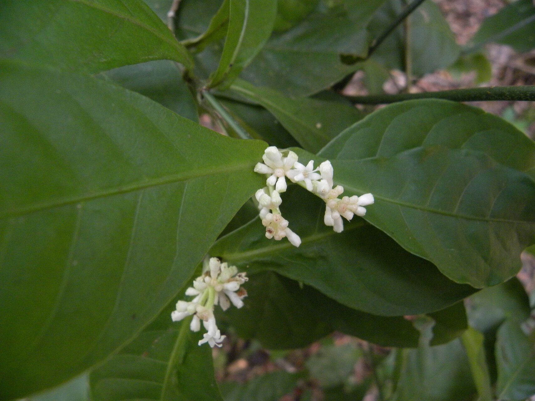 Psychotria orosiana flower