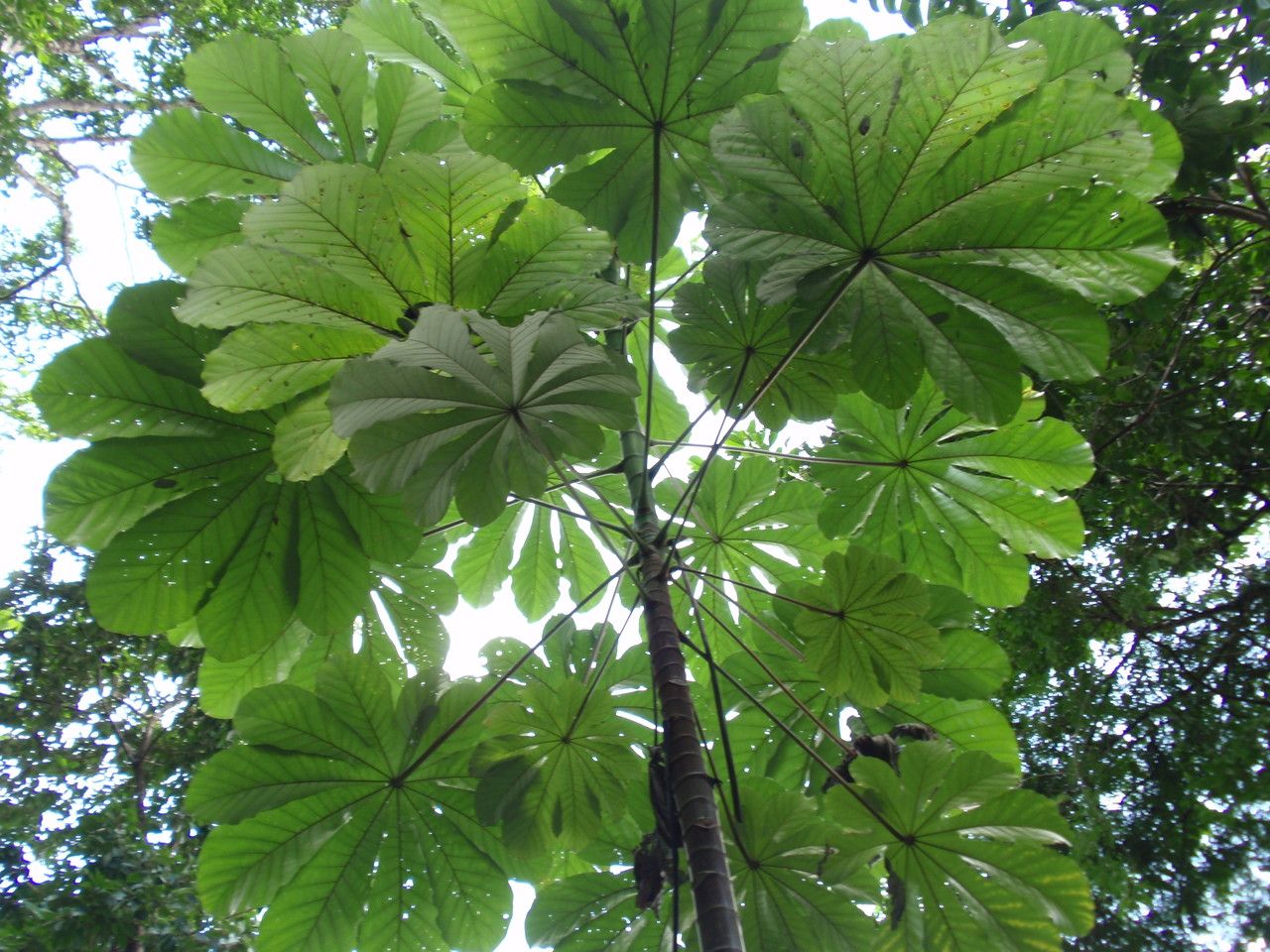 Cecropia obtusa — search result for 'Cecropia'