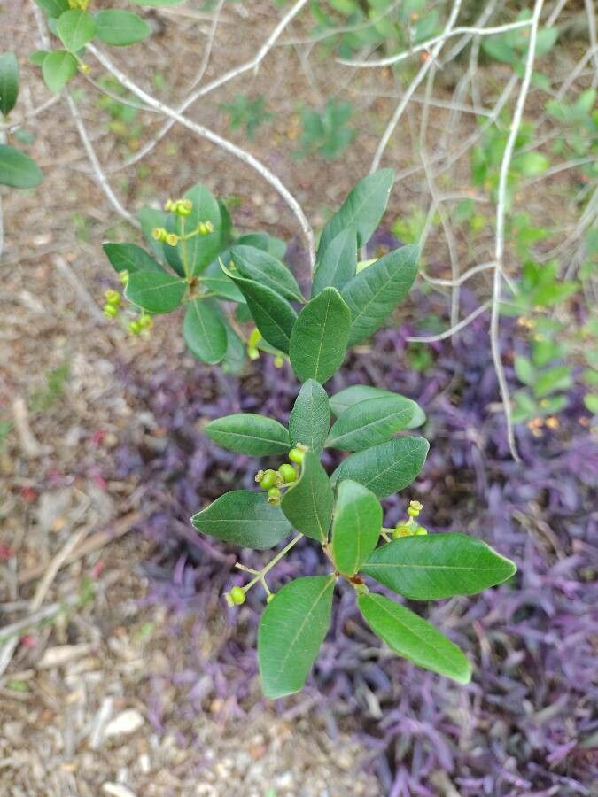 Myrcia palustris — houseplant care guide