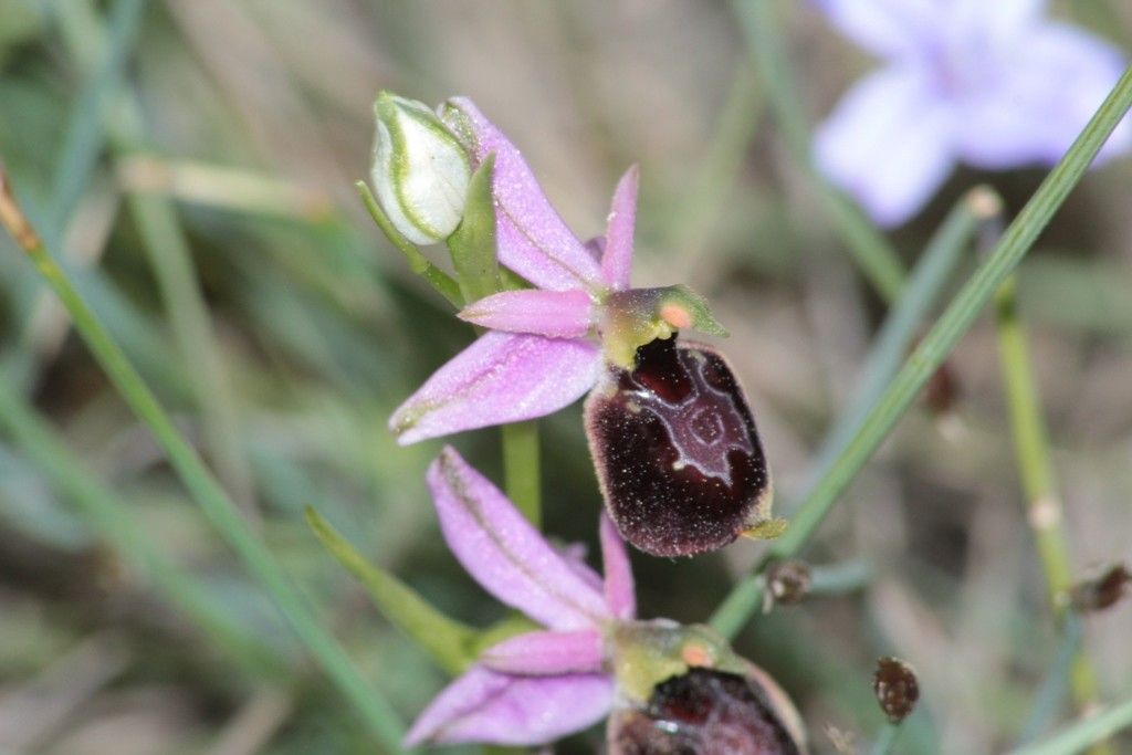 Ophrys x chiesesica — houseplant care guide