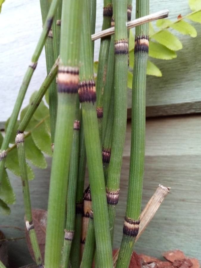Equisetum laevigatum — search result for 'Equisetaceae'
