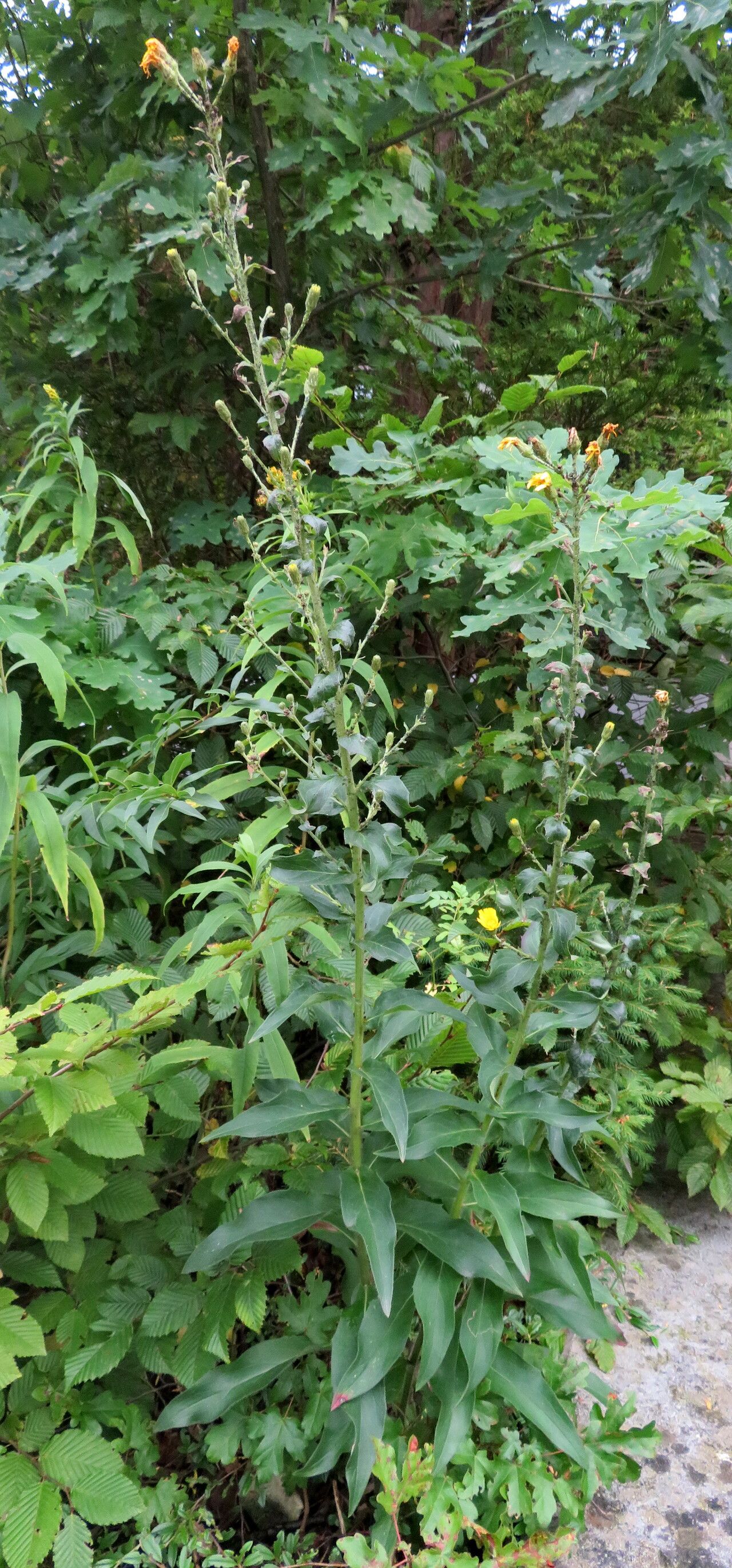 Hieracium inuloides habit