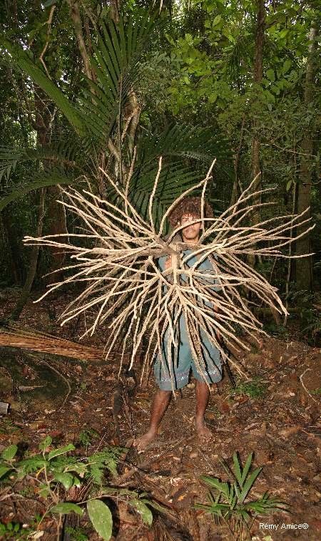 Basselinia favieri habit