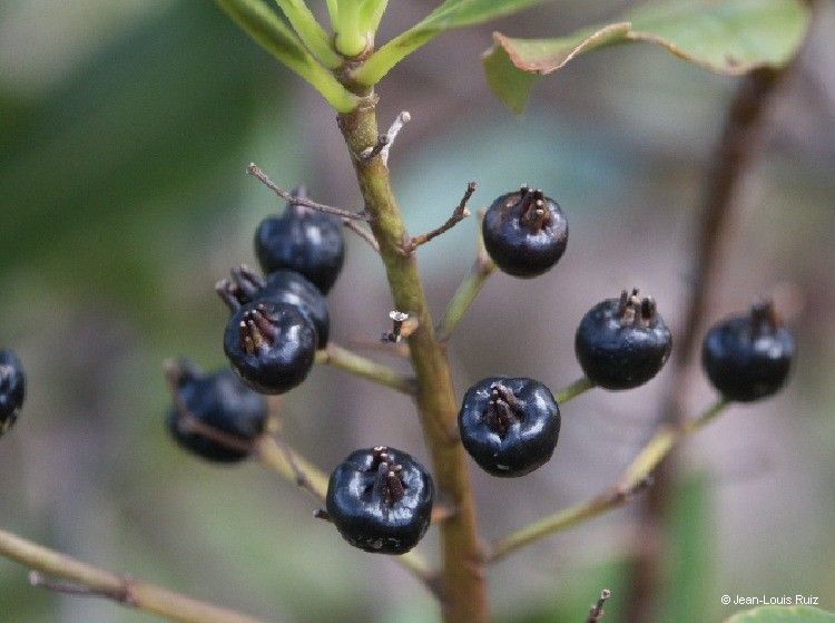 Scaevola cylindrica — search result for 'Scaevola'