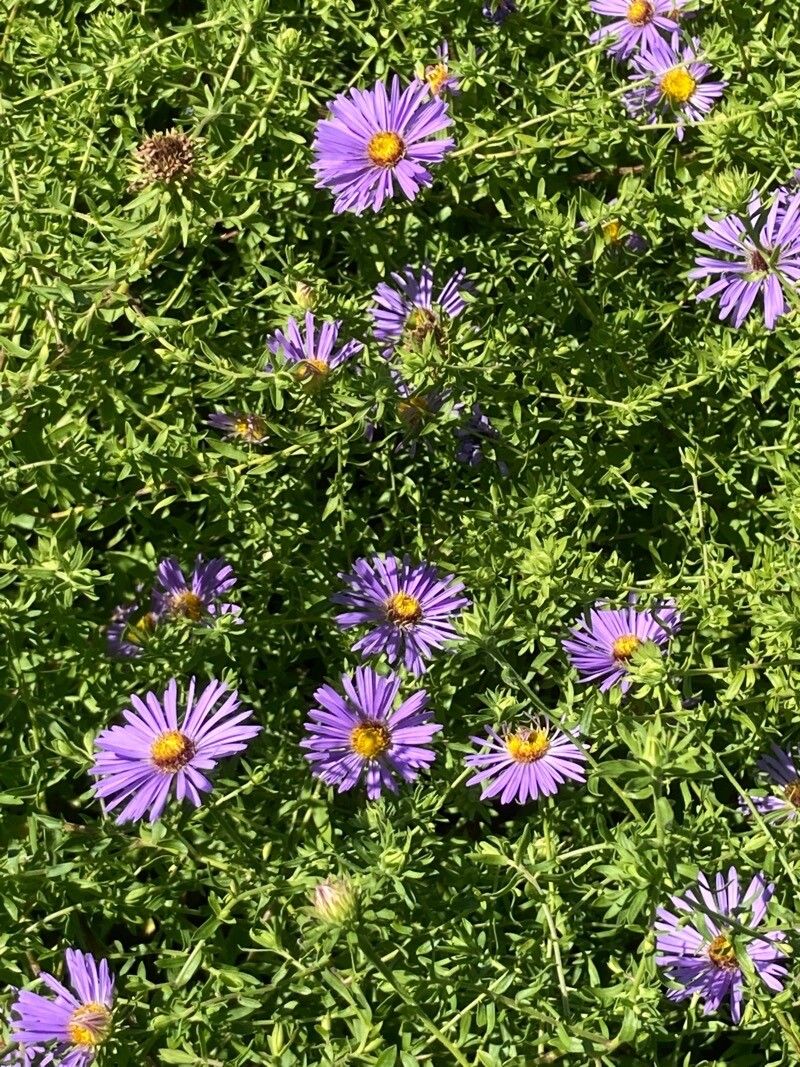 Symphyotrichum oblongifolium flower