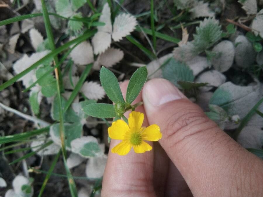 Ranunculus fascicularis flower