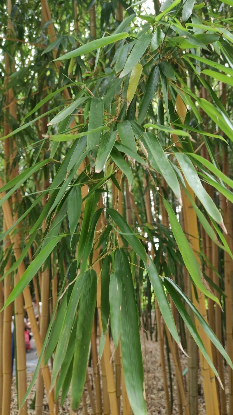 Phyllostachys vivax — search result for 'Phyllostachys'