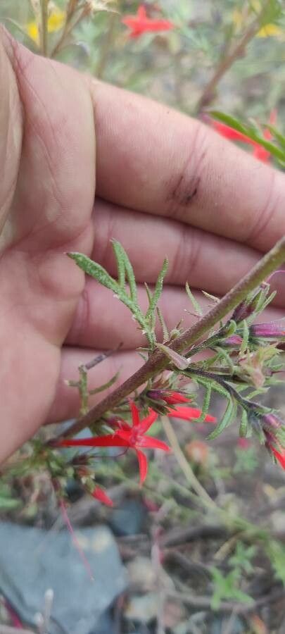 Ipomopsis aggregata leaf