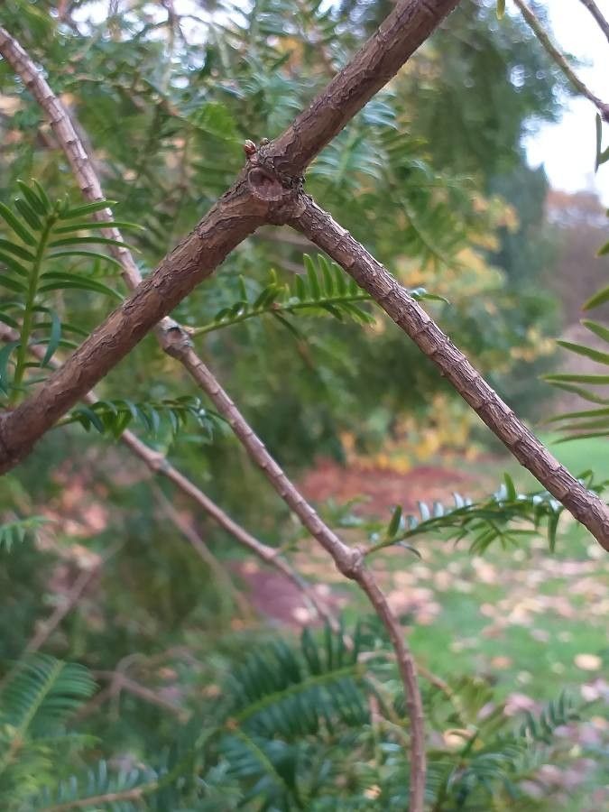 Torreya grandis bark