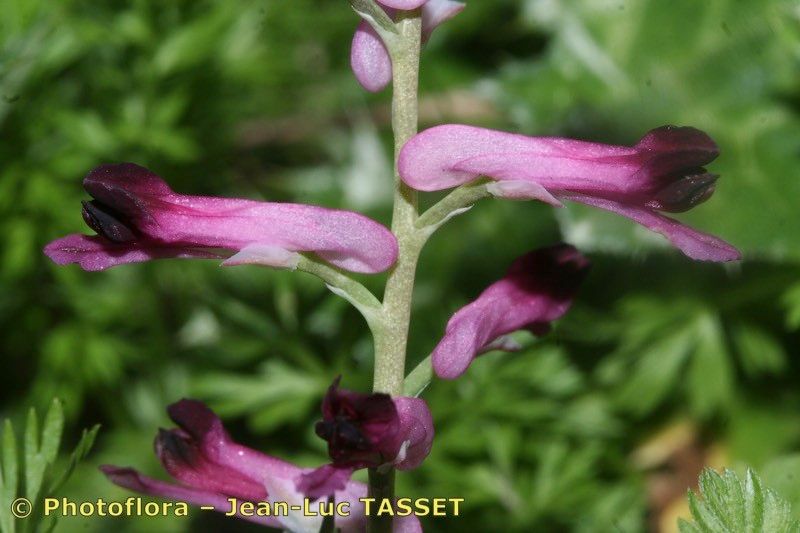 Fumaria rupestris flower