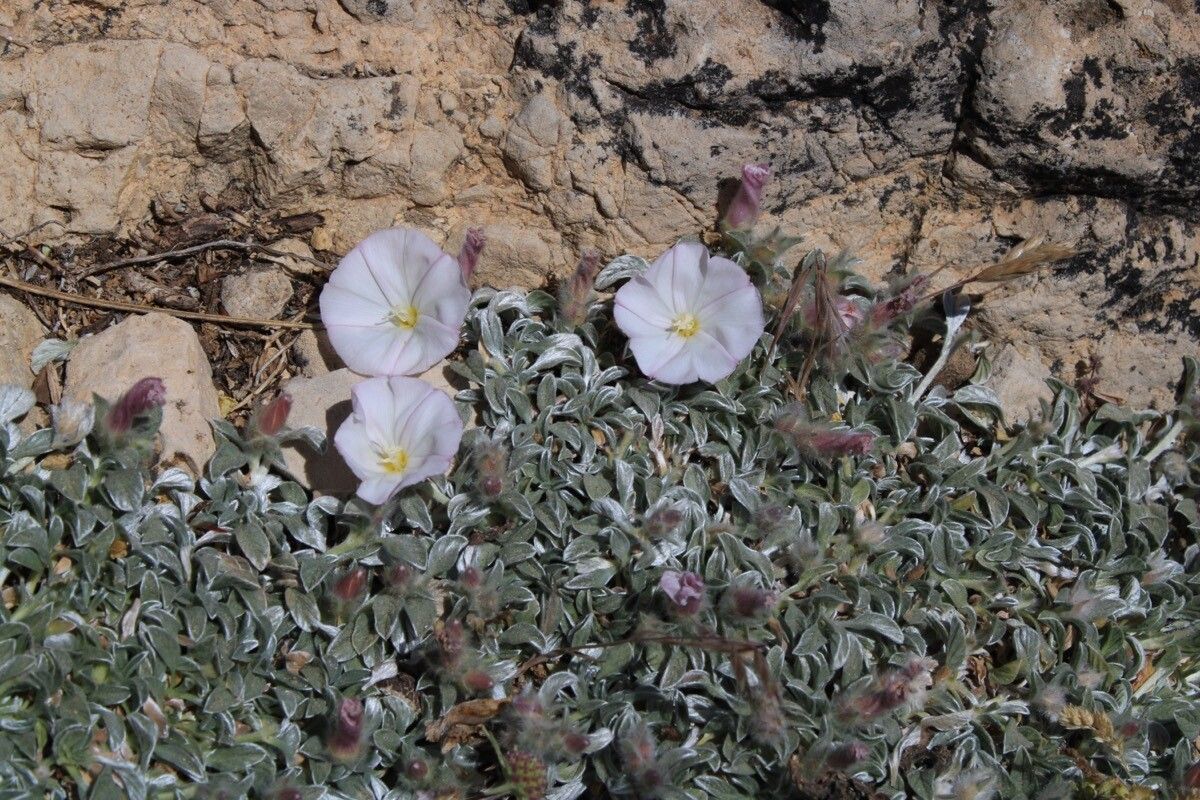 Convolvulus boissieri flower