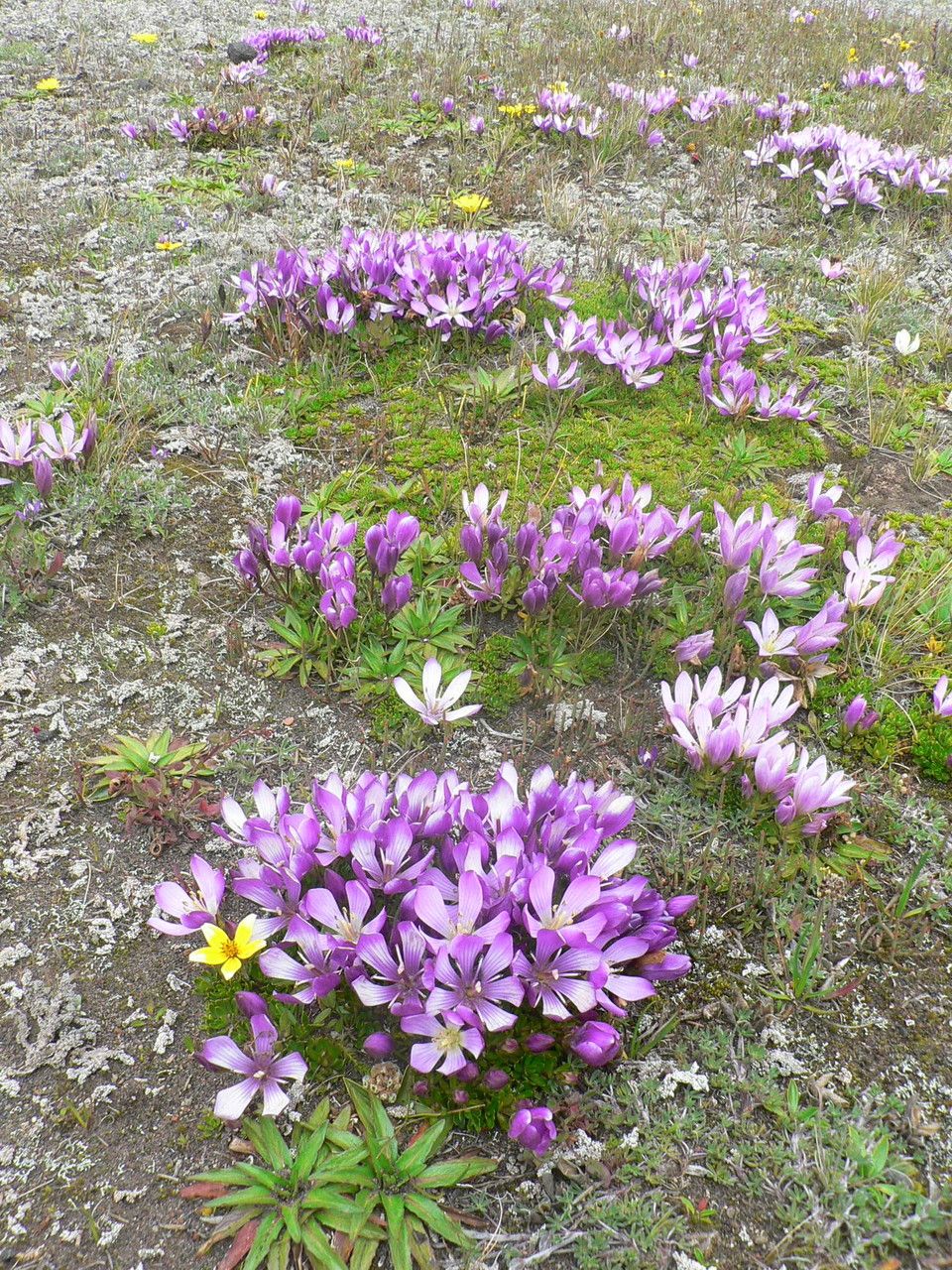 Gentianella cerastioides habit