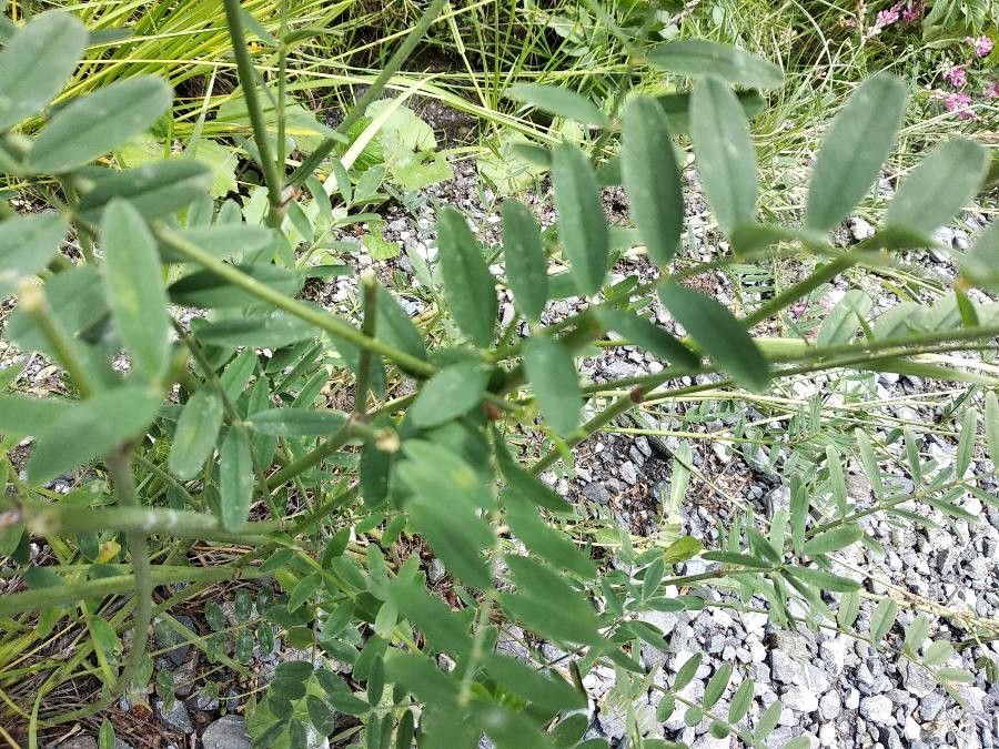 Onobrychis viciifolia