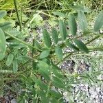 Onobrychis viciifolia