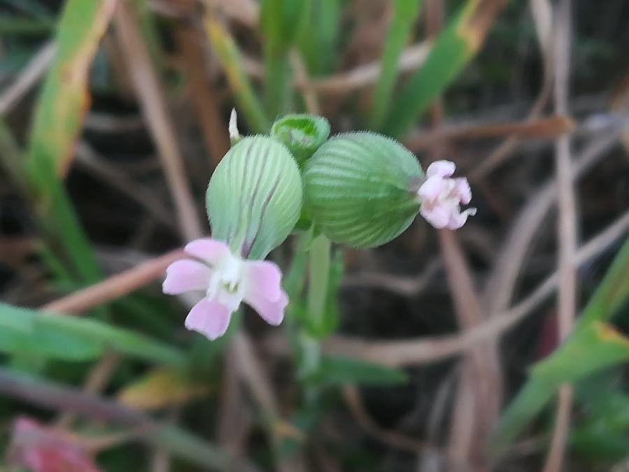 Silene conica flower