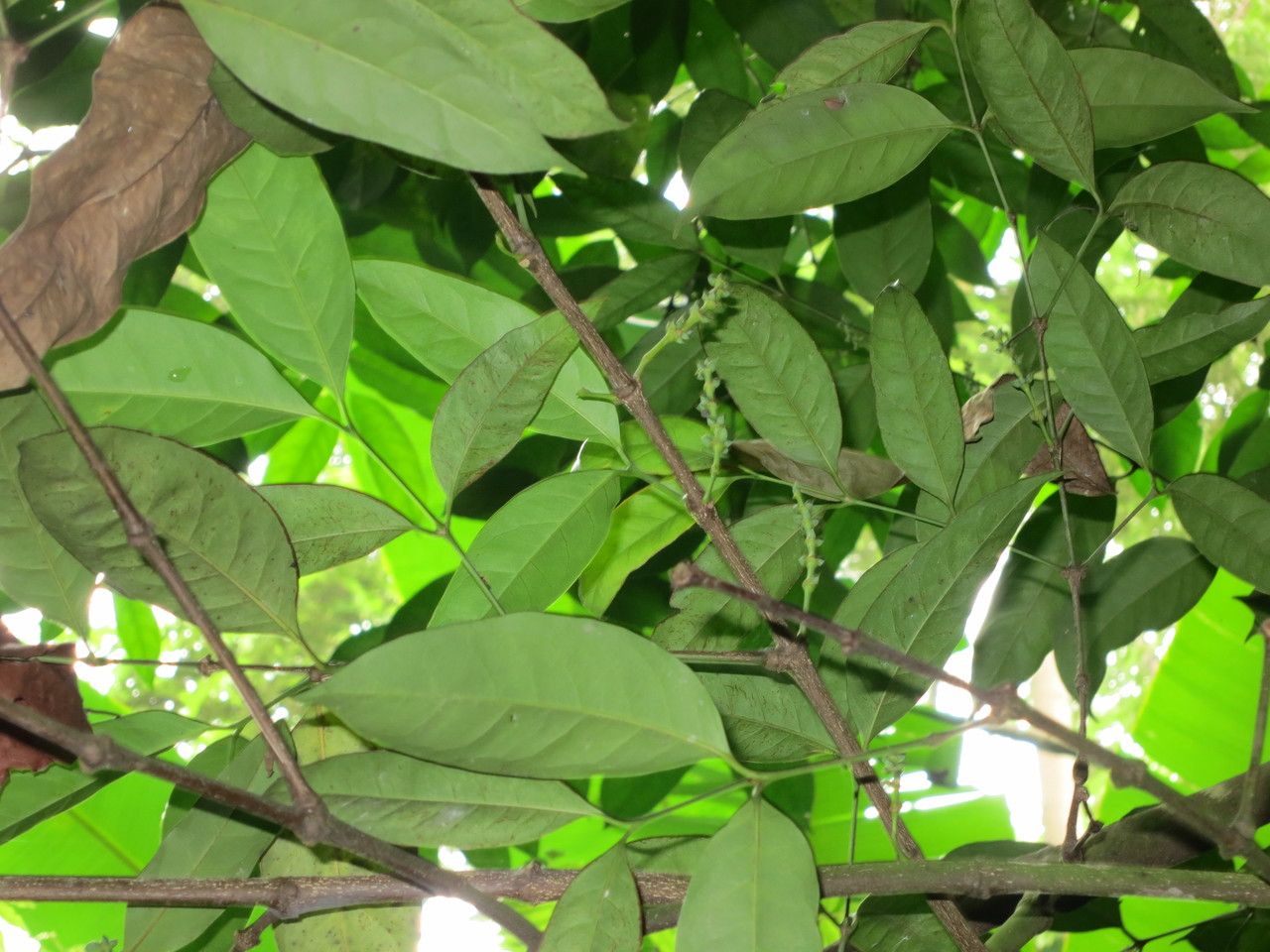 Tabernaemontana pachysiphon leaf