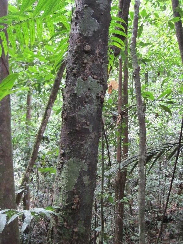 Ocotea indirectinervia habit